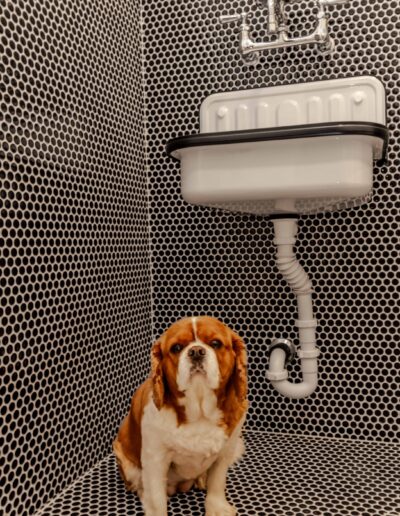 A dog sits in a black and white tiled bathroom corner beneath a white sink.